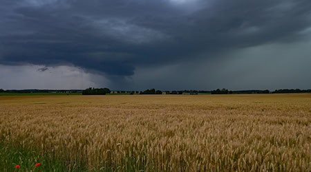 Eine dunkle Gewitterwolke zieht über die Landschaft im Landkreis Oder-Spree in Ostbrandenburg. / Foto: Patrick Pleul/dpa