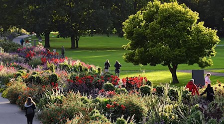 الزهور تتفتح في سرير الزهور الكبير على أرض معرض الحدائق الفيدرالي 2021 في إرفورت. / صورة: مارتن شوت/د.ب.أ-الصور المركزية/د.ب.أ