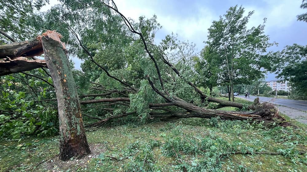 Umgestürzte und abgeknickte Bäume am Rande einer Straße. Im Landkreis Meißen hat ein Unwetter am Dienstag teils erhebliche Schäden verursacht, in Gröditz gab es möglicherweise einen Tornado. / Foto: Andreas Richter/dpa