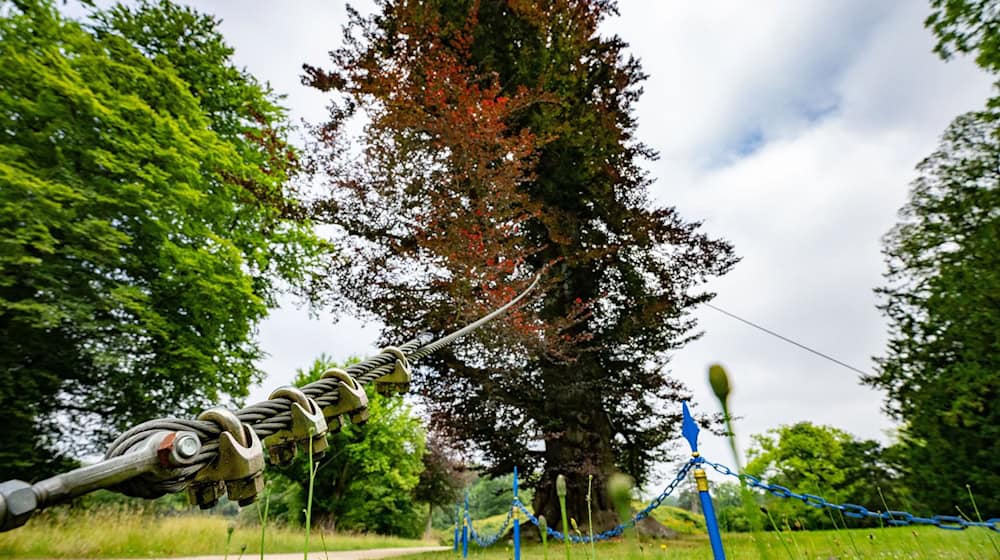 شجرة زان حمراء عمرها أكثر من 265 سنة مدعومة بحبال فولاذية في حديقة فورست-بيوكلر. / تصوير: روبرت مايكل/د ب أ