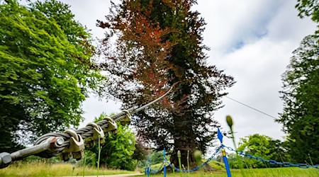 Un haya cobriza de más de 265 años es sostenida por cables de acero en el parque Fürst Pückler. / Foto: Robert Michael/dpa