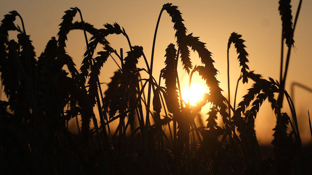 Weizen steht auf einem Feld am Stadtrand, während die Sonne aufgeht. / Foto: Sebastian Willnow/dpa