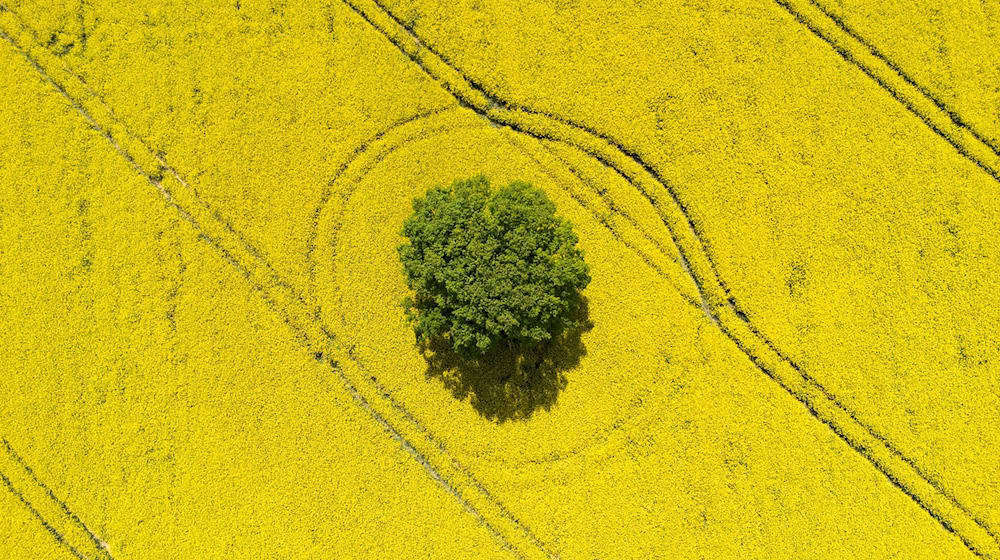 Rapeseed fields bloom at the gates of the state capital / Photo: Robert Michael/dpa