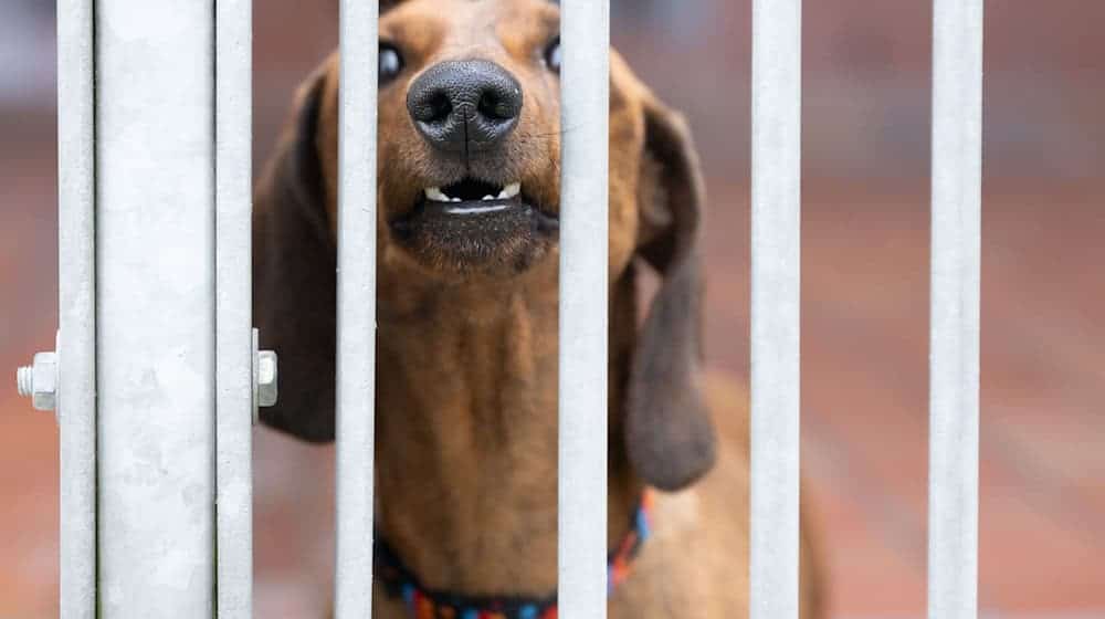 A dachshund on the sidelines of a press conference on the 2023 balance sheet in its kennel at the Dresden animal shelter / Photo: Sebastian Kahnert/dpa