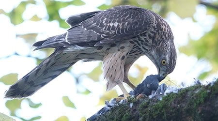 A hawk plucks a pigeon from a tree in the backyard of a house in the southern suburbs / Photo: Sebastian Willnow/dpa/Symbolic image