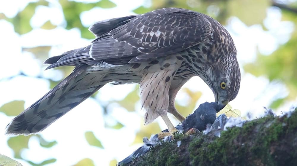 A hawk plucks a pigeon from a tree in the backyard of a house in the southern suburbs / Photo: Sebastian Willnow/dpa/Symbolic image