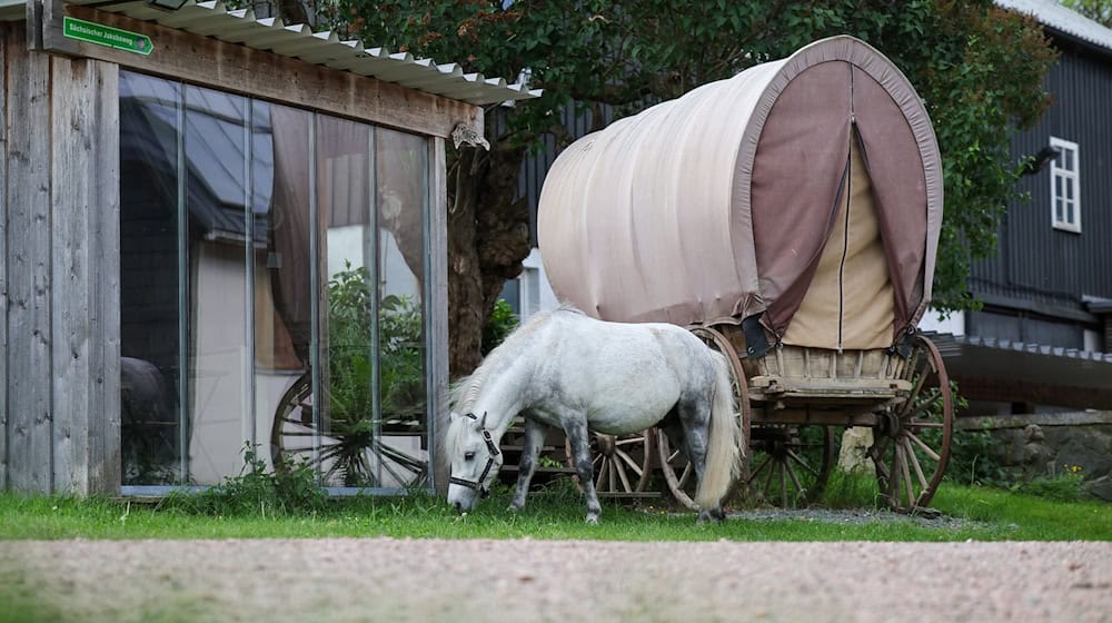 Pony Eddie steht neben einem altem Pferdewagen, der mit Heu als Schlafmöglichkeit für Pilger dient. / Foto: Jan Woitas/dpa