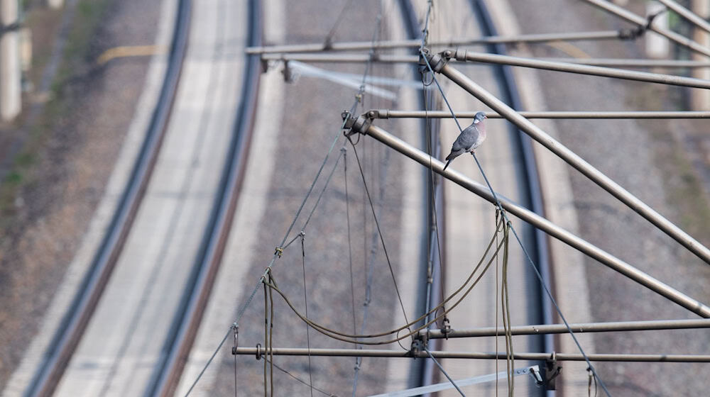 Una paloma posada sobre un cable de alta tensión. / Foto: Julian Stratenschulte/dpa/Imagen simbólica
