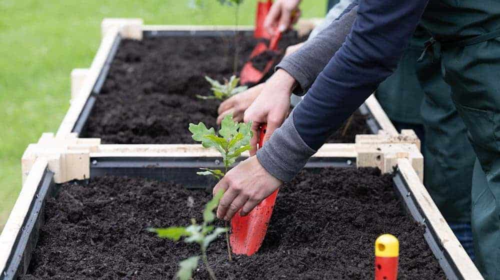 Participantes en una rueda de prensa plantando plantones en el Gran Jardín, en el emplazamiento de un futuro vivero / Foto: Sebastian Kahnert/dpa