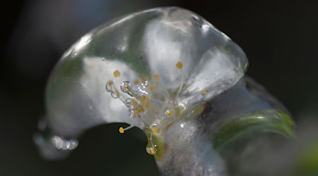 A cherry blossom is covered with a thick layer of ice / Photo: Patrick Seeger/dpa/Archiv