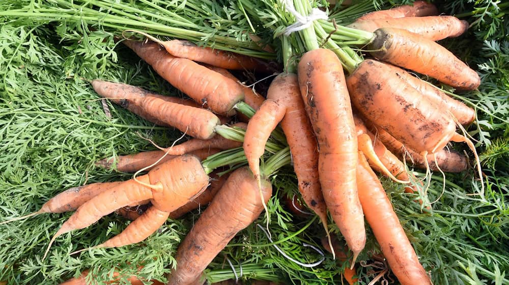 Свіжозібрана морква готова до транспортування. / Фото: dpa