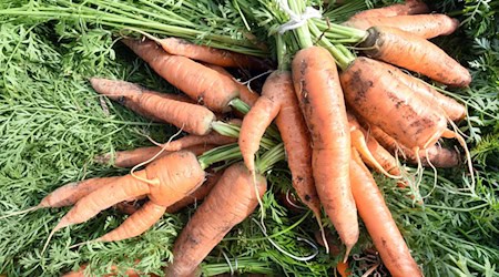 Freshly harvested carrots are ready for transportation. / Photo: dpa