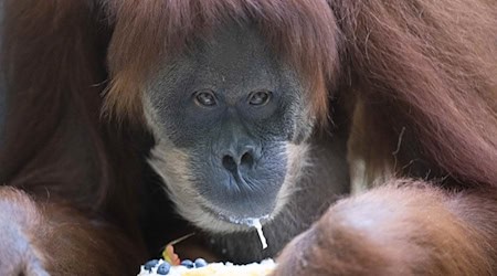 Das Orang-Utan-Weibchen Djudi sitzt im Zoo Dresden in ihrem Gehege und frisst einen Kuchen. / Foto: Sebastian Kahnert/dpa