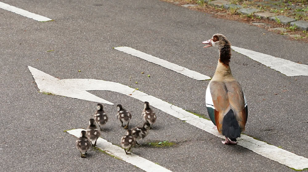 A duck crosses a road with its chicks / Photo: Andreas Rosar/dpa/Archivbild