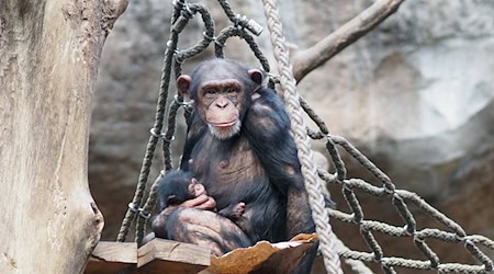 На цьому фото, наданому Лейпцизьким зоопарком, зображена самка шимпанзе Чанга з дитинчатами на скелелазному пристосуванні. / Фото: -/Zoo Leipzig/dpa
