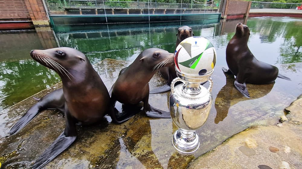 Seelöwen sitzen im Leipziger Zoo hinter einem Pokal und einem Fußball. / Foto: Zoo Leipzig/dpa
