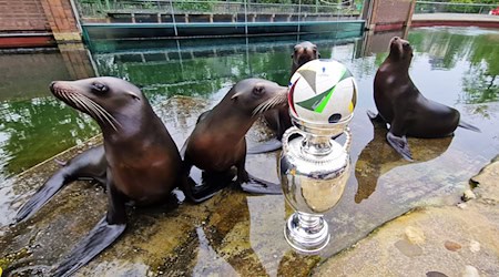 Leones marinos sentados detrás de un trofeo y un balón de fútbol en el zoo de Leipzig / Foto: Zoo Leipzig/dpa