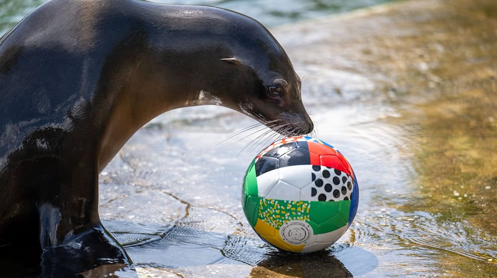 Морський лев у Лейпцизькому зоопарку грається з м'ячем у басейні. / Фото: Хендрік Шмідт/DPA