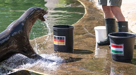 أنثى أسد البحر سيزي تضع كرة في دلو في حديقة حيوانات لايبزيغ، مثبت عليه علم ألمانيا. / تصوير: هندريك شميت/د.ب.أ