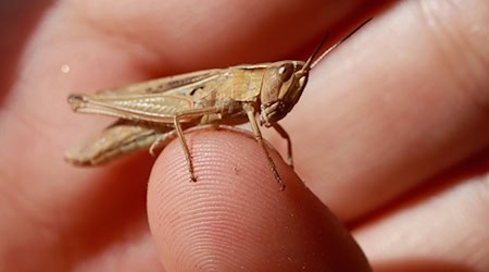 A grasshopper sits on the index finger of a child's hand / Photo: Matthias Bein/dpa/Symbolic image