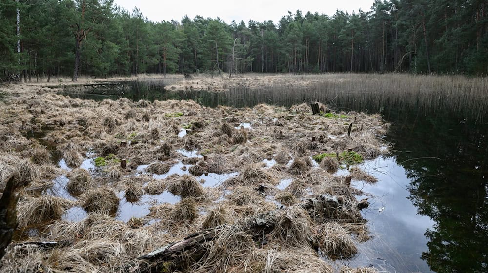 Etwa 1.000 Hektar Fläche im Daubaner Wald sollen zu einem Stück Wildnis werden. (Archivbild) / Foto: Robert Michael/dpa