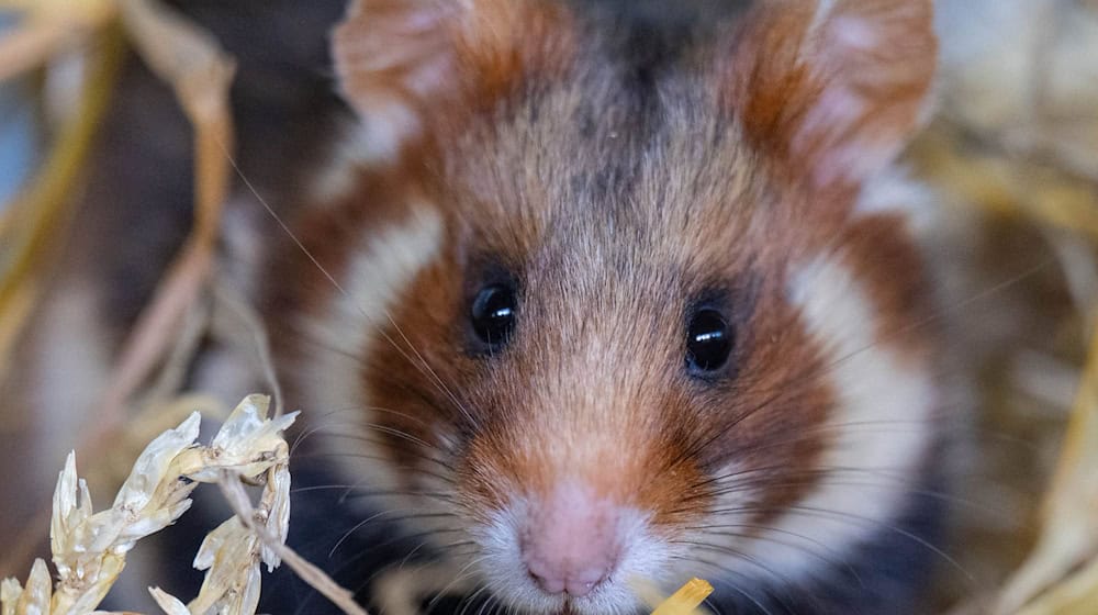 Die im Rahmen eines Artenschutzprojektes ausgewilderten Feldhamster haben erstmals Nachwuchs. (Foto: Archiv) / Foto: Hendrik Schmidt/dpa