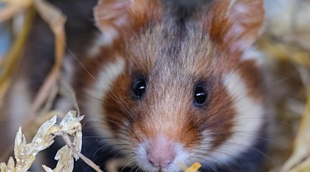The hamsters released into the wild as part of a species conservation project have their first offspring. (Photo: Archive) / Photo: Hendrik Schmidt/dpa