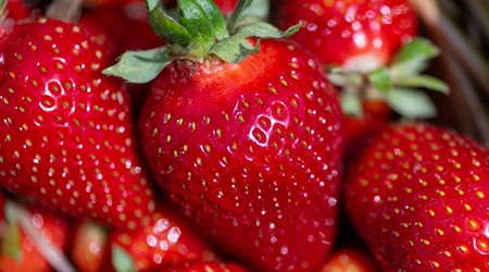 Freiberger Wissenschaftler erforschen den Geschmack der Erdbeere. (Symbolbild) / Foto: Hendrik Schmidt/dpa