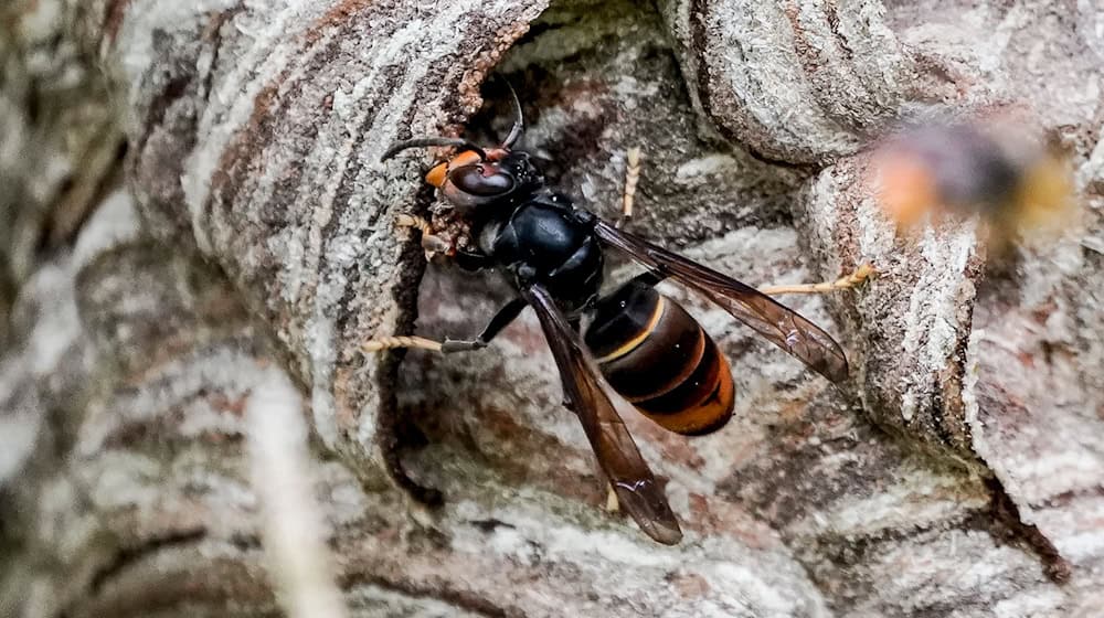 Dreaded bee predator: The Asian hornet is spreading in Germany / Photo: Axel Heimken/dpa