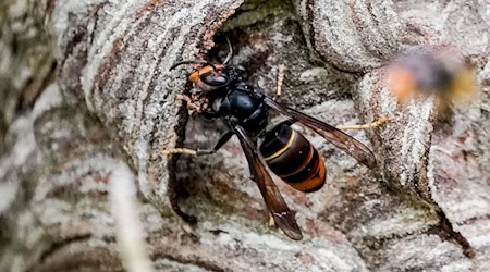 Gefürchteter Bienenräuber: Die Asiatische Hornisse breitet sich in Deutschland aus.  / Foto: Axel Heimken/dpa