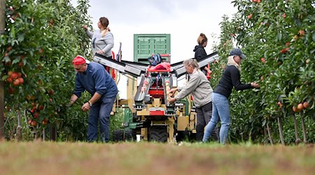 Agrargenossenschaften bewirtschafteten im vergangenen Jahr 27 Prozent der Landwirtschaftsfläche in Sachsen-Anhalt. / Foto: Hendrik Schmidt/dpa-Zentralbild/dpa