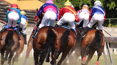 Perde mit Jockeys auf der Rennbahn von hinten