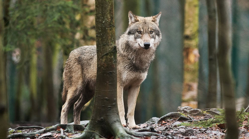There are currently 34 wolf packs, five wolf pairs and two territorial single animals in Saxony. (Archive photo) / Photo: Klaus-Dietmar Gabbert/dpa-Zentralbild/dpa