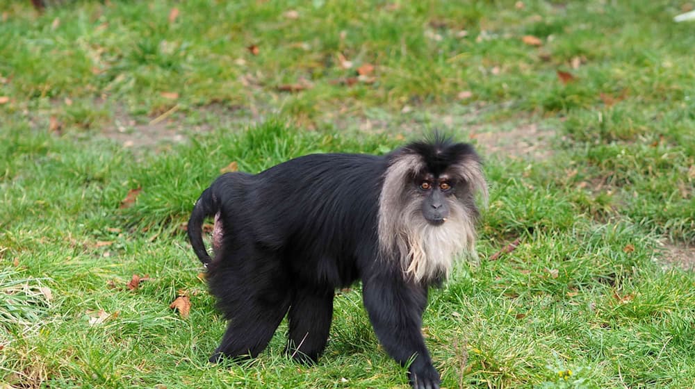 Die Polizei hat die mutmaßlichen Diebe eines Bartaffens im Zoo Leipzig ermittelt. (Archivfoto) / Foto: -/Zoo Leipzig/dpa