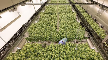 Demecan claims to be the only independent company in Germany that covers the entire value chain for medical cannabis / Photo: Sebastian Kahnert/dpa-Zentralbild/dpa