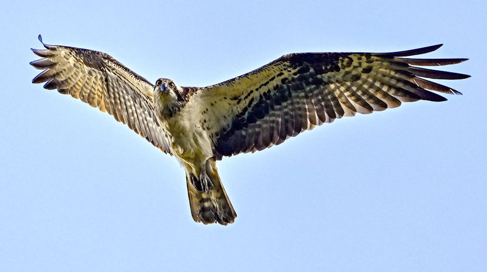 It is breeding more frequently again in Saxony: the strictly protected osprey (archive photo) / Photo: Patrick Pleul/dpa/ZB