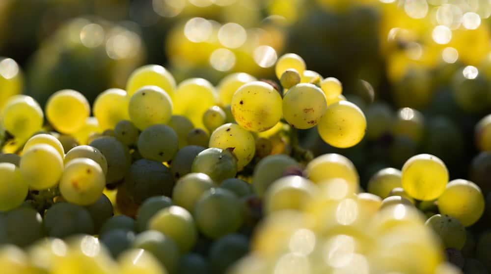 Uvas recién vendimiadas de la variedad Goldriesling / Foto: Sebastian Kahnert/dpa