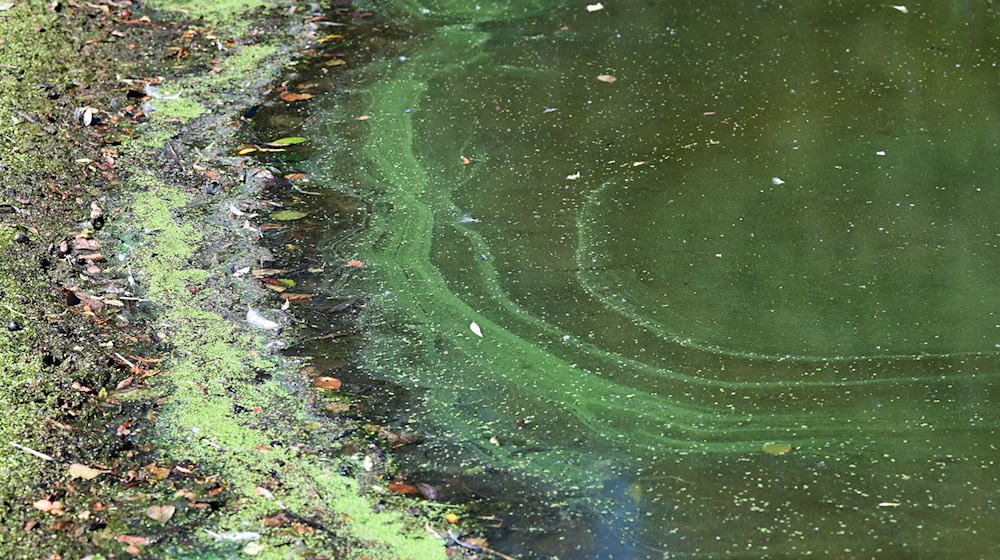 La autoridad sanitaria de Vogtlandkreis advierte contra el baño en la presa de Pirk debido a las algas verdeazuladas. (Imagen simbólica) / Foto: Uwe Zucchi/dpa