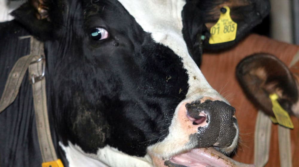 Saxony takes measures against bluetongue disease. (Symbolic photo) / Photo: Ralf Roeger/dpa