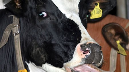 Saxony takes measures against bluetongue disease. (Symbolic photo) / Photo: Ralf Roeger/dpa