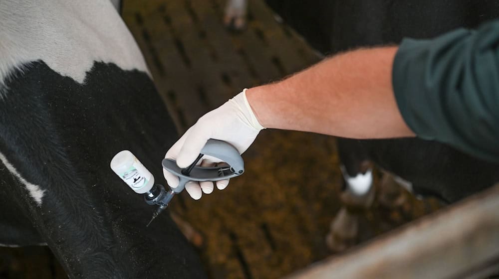 Ein Tierarzt impft an der Blauzungenkrankheit erkrankte Rinder (Archivbild). / Foto: Lars Penning/dpa