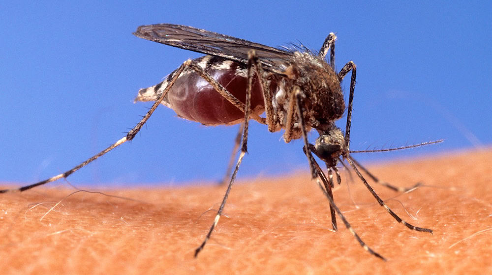 Mit dem West-Nil-Virus übertragen einheimische Mücken seit einigen Jahren einen potenziell tödlichen Erreger. (Archivbild) / Foto: Uncredited/USDA Agricultural Research Service via AP/dpa
