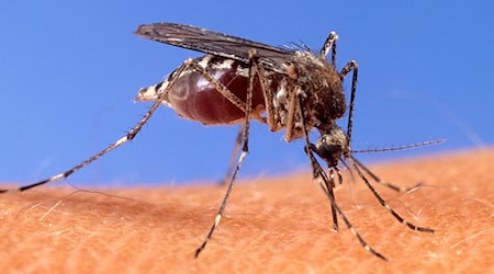 Mit dem West-Nil-Virus übertragen einheimische Mücken seit einigen Jahren einen potenziell tödlichen Erreger. (Archivbild) / Foto: Uncredited/USDA Agricultural Research Service via AP/dpa