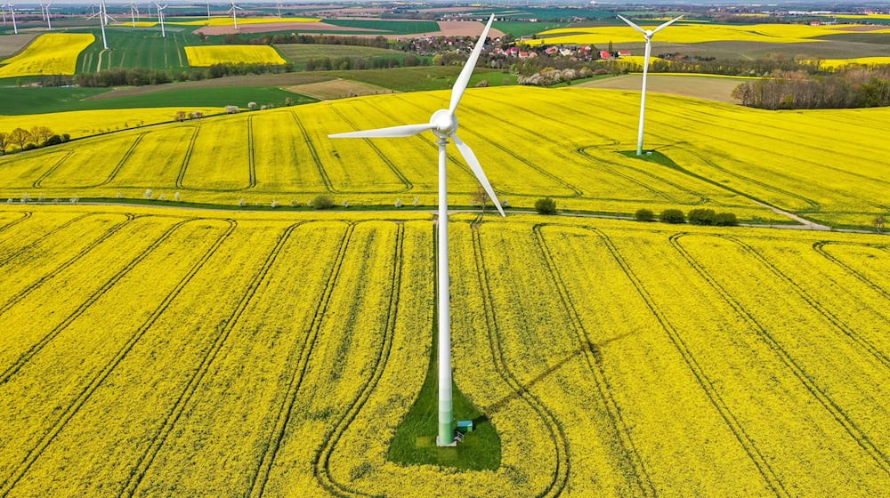 Winter oilseed rape is grown on almost 107,000 hectares in Saxony. (Archive photo) / Photo: Jan Woitas/dpa