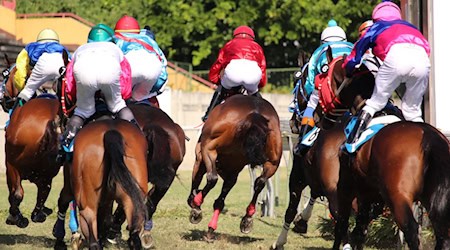 HALALI – Saisonfinale 2024 auf der Galopprennbahn Dresden