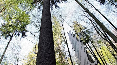 Der Tharandter Wald berherbergt bald ein Wissenschaftszentrum. (Archivbild) / Foto: picture alliance / ZB