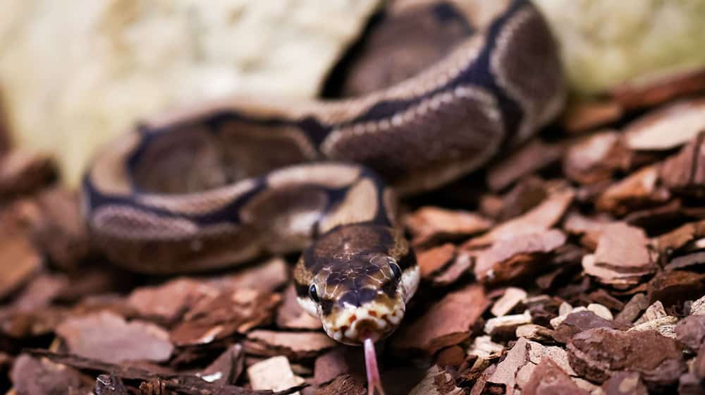 Königspythons sind nicht gifitg. (Symbolbild) / Foto: Christian Charisius/dpa