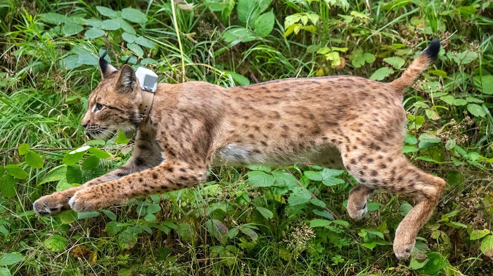 Luchs Anton - hier bei seiner Auswilderung - erkundet sein neues Zuhause im Westerzgebirge bisher nur zögerlich. (Archivbild) / Foto: Hendrik Schmidt/dpa