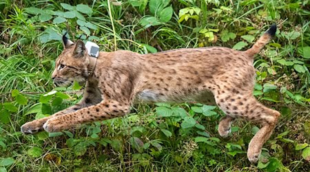 El lince Antón (aquí durante su reintroducción) se ha mostrado reticente hasta ahora a explorar su nuevo hogar en los Westerzgebirge. (Foto de archivo) / Foto: Hendrik Schmidt/dpa