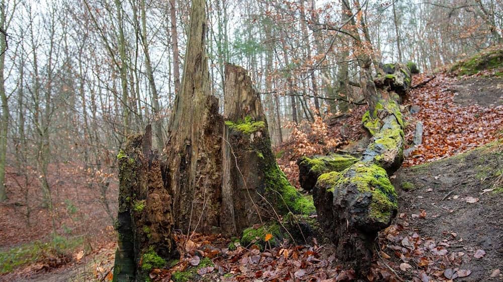 In der Dresdner Heide soll es zu einer Vergewaltigung gekommen sein. (Symbolbild) / Foto: Daniel Schäfer/dpa-Zentralbild/dpa